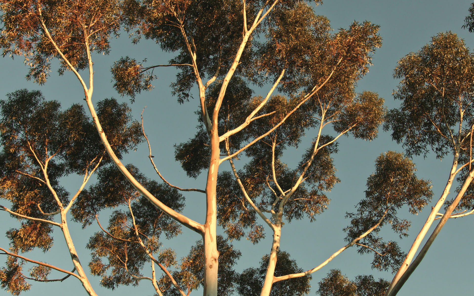 dominant color placeholder